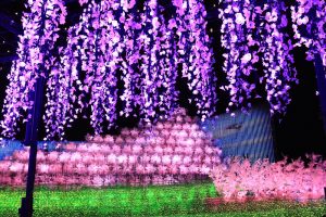 なばなの里、イルミネーション、12月冬、三重県桑名市の観光・撮影スポットの画像と写真