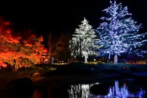 なばなの里、（桜）~SAKURA~、イルミネーション、12月冬、三重県桑名市の観光・撮影スポットの画像と写真