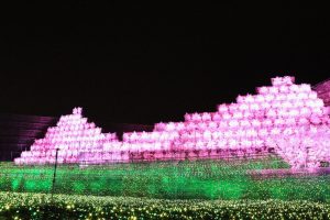 なばなの里、さくら（桜）~SAKURA~、イルミネーション、12月冬、三重県桑名市の観光・撮影スポットの画像と写真