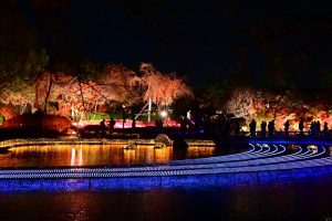 なばなの里、（桜）~SAKURA~、イルミネーション、12月冬、三重県桑名市の観光・撮影スポットの画像と写真
