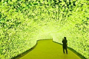 なばなの里、（桜）~SAKURA~、イルミネーション、12月冬、三重県桑名市の観光・撮影スポットの画像と写真