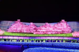 なばなの里、（桜）~SAKURA~、イルミネーション、12月冬、三重県桑名市の観光・撮影スポットの画像と写真
