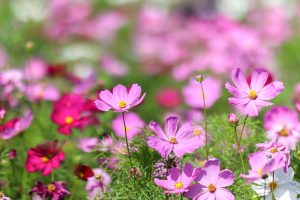 なばなの里、コスモス、ダリア、10月の秋の花、三重県桑名市の観光・撮影スポットの画像と写真