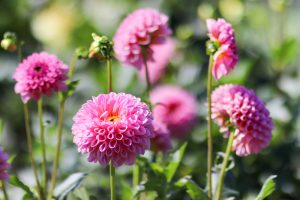 なばなの里、コスモス、ダリア、10月の秋の花、三重県桑名市の観光・撮影スポットの画像と写真