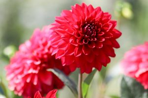 なばなの里、コスモス、ダリア、10月の秋の花、三重県桑名市の観光・撮影スポットの画像と写真