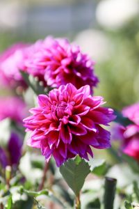 なばなの里、コスモス、ダリア、10月の秋の花、三重県桑名市の観光・撮影スポットの画像と写真