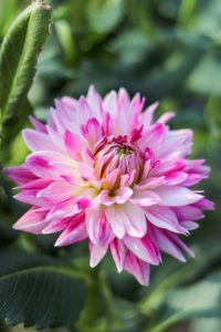 なばなの里、コスモス、ダリア、10月の秋の花、三重県桑名市の観光・撮影スポットの画像と写真