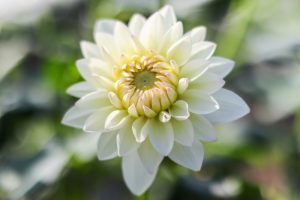 なばなの里、コスモス、ダリア、10月の秋の花、三重県桑名市の観光・撮影スポットの画像と写真