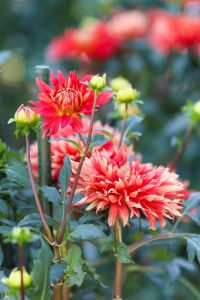 なばなの里、コスモス、ダリア、10月の秋の花、三重県桑名市の観光・撮影スポットの画像と写真