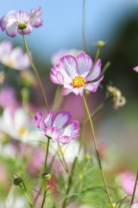 なばなの里、コスモス、ダリア、10月の秋の花、三重県桑名市の観光・撮影スポットの画像と写真