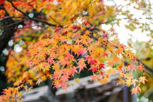 お茶屋屋敷跡、紅葉、11月秋、岐阜県大垣市の観光・撮影スポットの画像と写真