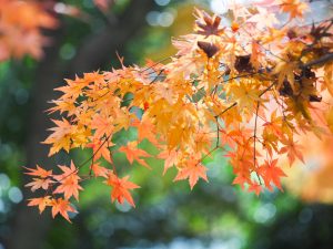 お茶屋屋敷跡、紅葉、11月秋、岐阜県大垣市の観光・撮影スポットの画像と写真