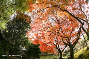 お茶屋屋敷跡、紅葉、11月秋、岐阜県大垣市の観光・撮影スポットの画像と写真