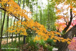 お茶屋屋敷跡、紅葉、11月秋、岐阜県大垣市の観光・撮影スポットの画像と写真