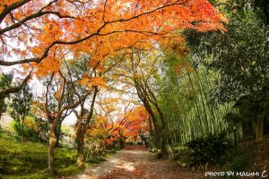 お茶屋屋敷跡、紅葉、11月秋、岐阜県大垣市の観光・撮影スポットの画像と写真