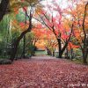 お茶屋屋敷跡、紅葉、11月秋、岐阜県大垣市の観光・撮影スポットの画像と写真