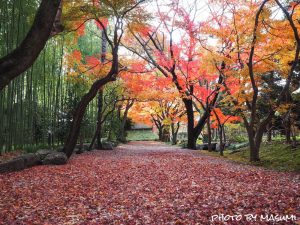 お茶屋屋敷跡、紅葉、11月秋、岐阜県大垣市の観光・撮影スポットの画像と写真