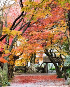 お茶屋屋敷跡、紅葉、11月秋、岐阜県大垣市の観光・撮影スポットの画像と写真