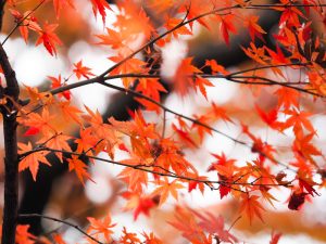 お茶屋屋敷跡、紅葉、11月秋、岐阜県大垣市の観光・撮影スポットの画像と写真