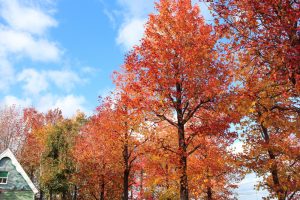 アクアワールド水郷パークセンター、紅葉、11月秋、岐阜県海津市の観光・撮影スポットの画像と写真