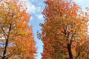 アクアワールド水郷パークセンター、紅葉、11月秋、岐阜県海津市の観光・撮影スポットの画像と写真