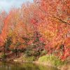 アクアワールド水郷パークセンター、紅葉、11月秋、岐阜県海津市の観光・撮影スポットの画像と写真