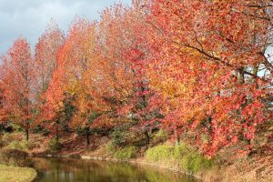アクアワールド水郷パークセンター、紅葉、11月秋、岐阜県海津市の観光・撮影スポットの画像と写真