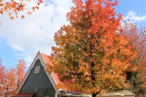 アクアワールド水郷パークセンター、紅葉、11月秋、岐阜県海津市の観光・撮影スポットの画像と写真
