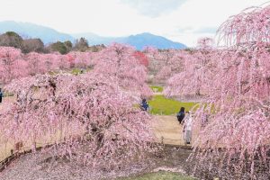 鈴鹿の森庭園、梅、2月の春の花、三重県鈴鹿市の観光・撮影スポットの名所