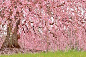 鈴鹿の森庭園、しだれ梅、3月春の花、三重県鈴鹿市の観光・撮影スポットの名所