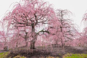 鈴鹿の森庭園、梅、2月の春の花、三重県鈴鹿市の観光・撮影スポットの名所
