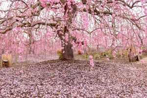 鈴鹿の森庭園、梅、2月の春の花、三重県鈴鹿市の観光・撮影スポットの名所