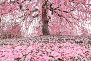 鈴鹿の森庭園、梅、2月の春の花、三重県鈴鹿市の観光・撮影スポットの名所
