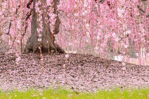 鈴鹿の森庭園、梅、2月の春の花、三重県鈴鹿市の観光・撮影スポットの名所