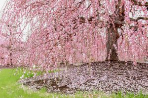 鈴鹿の森庭園、梅、2月の春の花、三重県鈴鹿市の観光・撮影スポットの名所