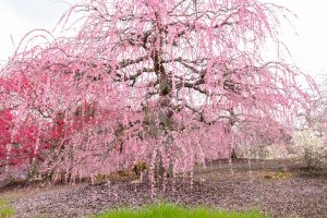 鈴鹿の森庭園、梅、2月の春の花、三重県鈴鹿市の観光・撮影スポットの名所