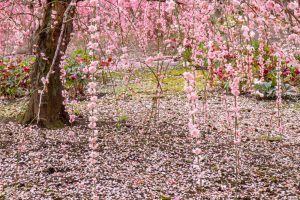 鈴鹿の森庭園、梅、2月の春の花、三重県鈴鹿市の観光・撮影スポットの名所