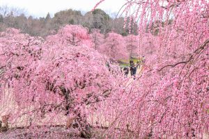 鈴鹿の森庭園、梅、2月の春の花、三重県鈴鹿市の観光・撮影スポットの名所