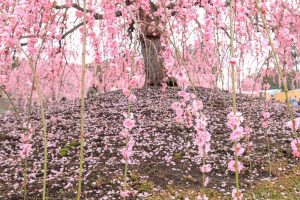 鈴鹿の森庭園、梅、2月の春の花、三重県鈴鹿市の観光・撮影スポットの名所