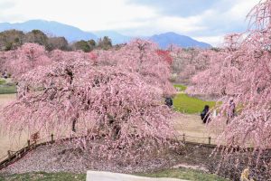 鈴鹿の森庭園、梅、2月の春の花、三重県鈴鹿市の観光・撮影スポットの名所