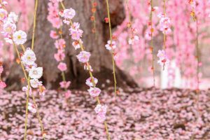鈴鹿の森庭園、梅、2月の春の花、三重県鈴鹿市の観光・撮影スポットの名所