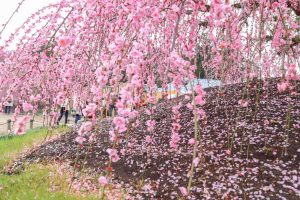 鈴鹿の森庭園、梅、2月の春の花、三重県鈴鹿市の観光・撮影スポットの名所