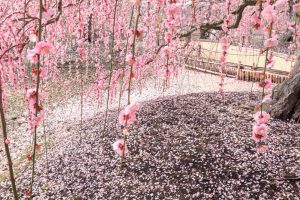 鈴鹿の森庭園、梅、2月の春の花、三重県鈴鹿市の観光・撮影スポットの名所