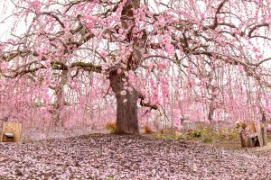 鈴鹿の森庭園、梅、2月の春の花、三重県鈴鹿市の観光・撮影スポットの名所