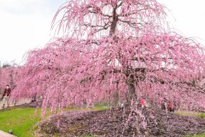 鈴鹿の森庭園、梅、2月の春の花、三重県鈴鹿市の観光・撮影スポットの名所