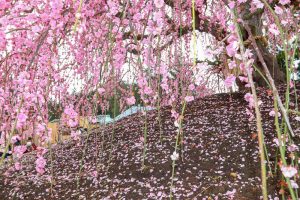 鈴鹿の森庭園、梅、2月の春の花、三重県鈴鹿市の観光・撮影スポットの名所