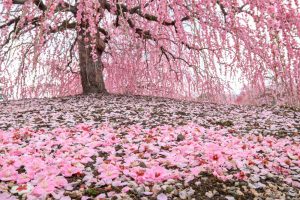 鈴鹿の森庭園、梅、2月の春の花、三重県鈴鹿市の観光・撮影スポットの名所