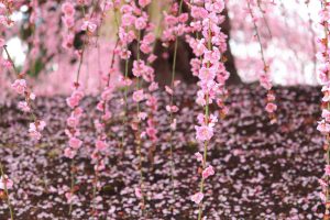 鈴鹿の森庭園、梅、2月の春の花、三重県鈴鹿市の観光・撮影スポットの名所