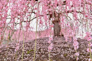 鈴鹿の森庭園、梅、2月の春の花、三重県鈴鹿市の観光・撮影スポットの名所