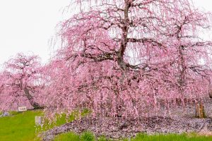 鈴鹿の森庭園、梅、2月の春の花、三重県鈴鹿市の観光・撮影スポットの名所